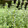 5月23日　木