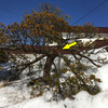 雪で植木の枝が折れています