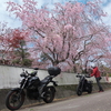 久しぶりに娘と桜ツーリング　吉良のエドヒガンと光泉寺