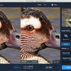 Topaz Sharpen AI で野鳥の写真を処理してみた –– 素速く動く鳥の動体ブレやピンボケの補正に効果はあるかな？