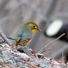日本　2月2日の文殊の森公園の野鳥たち