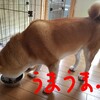 湿度が高いからいつもよりクサいよ。