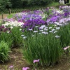 明治神宮の菖蒲園