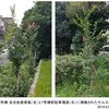 伐採樹木の補植に関して