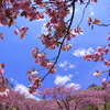 八重桜