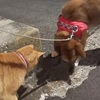 さくら犬戦【５７】