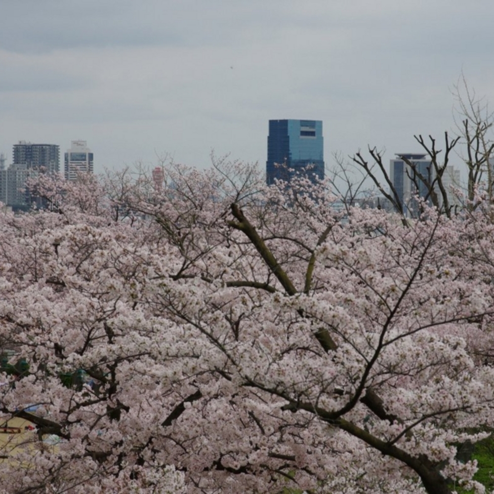 会下山公園　桜