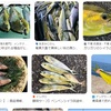 マグロのベイトフィッシュがシイラ。