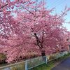 平日半休でお花見へ！青毛堀川の河津桜とラーメンショップ鷲宮店の件