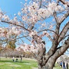 桜を見るサイクリング！舞鶴公園！