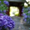 紫色の紫陽花　　― 「本光寺」のあじさい―