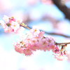 ツバキカンザクラ：椿寒桜