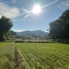 高松塚地区見物