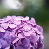 名城公園の紫陽花　その４