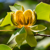 木に咲くチューリップ：シナユリノキ