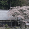 吉祥院の桜　　　（新城市作手）