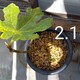 植木鉢で育てるイチジクの成長記録