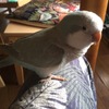 ほーちゃん１歳