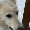 北海道の荒れた冬