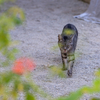 八重山諸島のねこさん