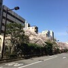 2014年度最終日・・・桜満開！！