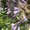 紫の花2とカラオケ