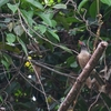 チャイロコウライウグイス Brown Oriole