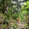 なつの夏休み