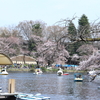 井の頭公園に行ってきました！　お花見散歩♪