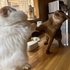 【猫さんと暮らす】下僕にできること