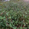 Persicaria longiseta　イヌタデ