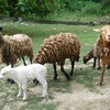 リゾートにいた羊たち