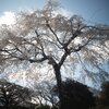 第1557回　桜と日本人の心