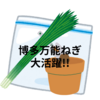 最高のオススメ食材！「博多万能ねぎ」大活躍＆リボベジ（再生栽培）の方法