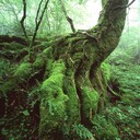 みちよの写真とリウマチ日記