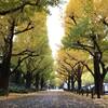 色深まって連休なか日も喜んで土曜日の朝 ヽ(^0^)ノ