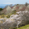 二千本桜の下を歩く｜加護坊山（宮城県大崎市）