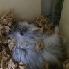 しろあん160日目