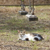 近所のイキモノさん