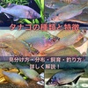 タナゴの種類と特徴　見分け方・分布・飼育・釣り方のコツを紹介