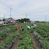 丸三のさつま芋畑（7月）