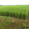 現在の田んぼの様子（その３）、【中干し】を終了と台風１２号が気になる。
