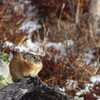 初冬の東ヌプカウシ山②（11月13日）