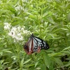 美しい蝶