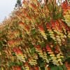 珍しい花・実・写真