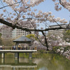 枝垂るほど頭下げつつ桜満