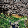桜、始まりました。2025（愛知）