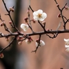 梅の花まづ咲く枝を手折りてば･･･巻第10-2325～2329
