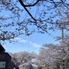 今年の桜