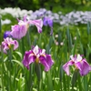 満開の卯辰山花菖蒲園「前編」